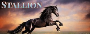 Meeked Stallion